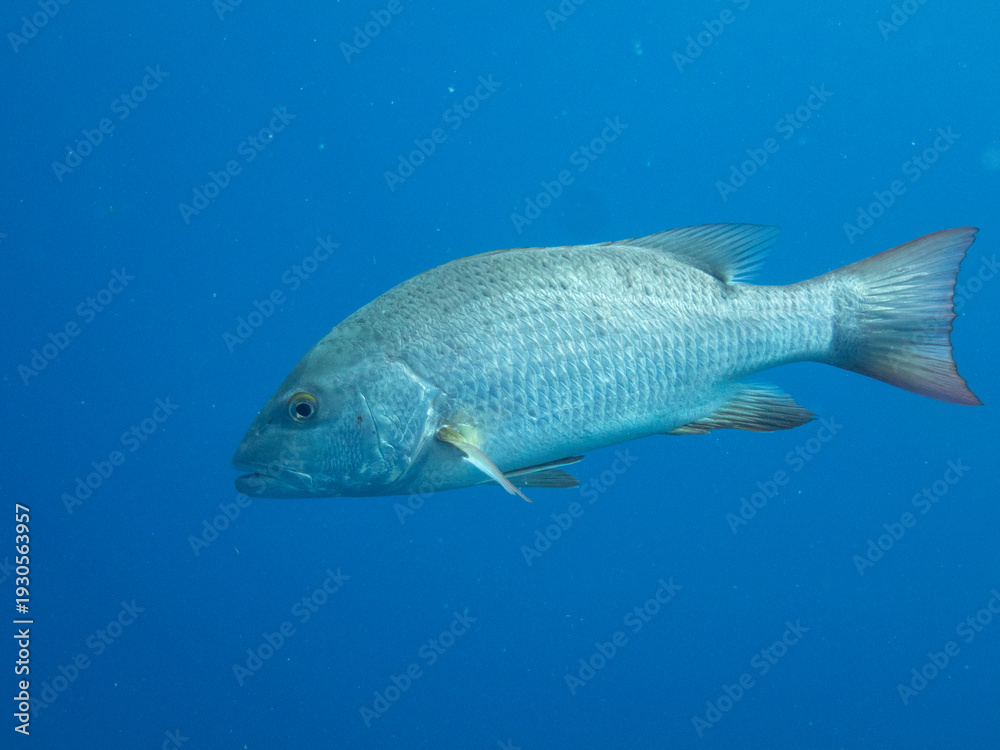 Naklejka premium Gray Snapper