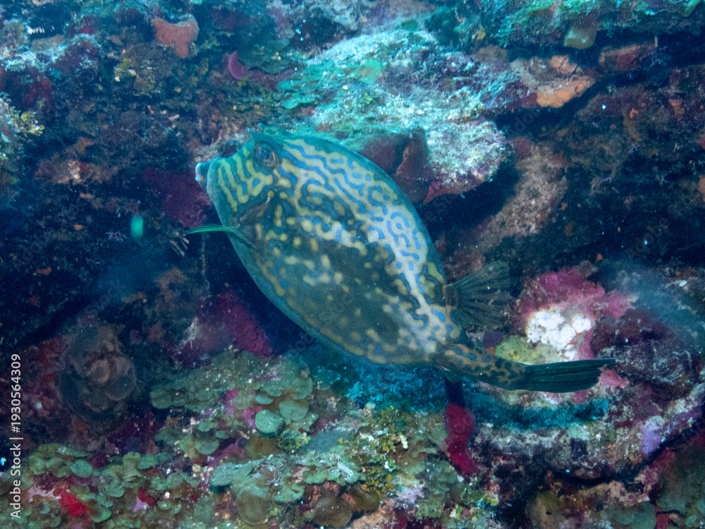Naklejka premium Scrawled Cowfish