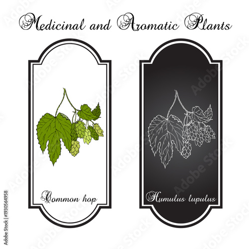 Common hop (Humulus lupulus), edible and medicinal plant. Hand drawn botanical vector illustration