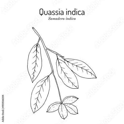 Quassia indica, or Niepa bark tree (Samadera indica), medicinal plant. Hand drawn botanical vector illustration