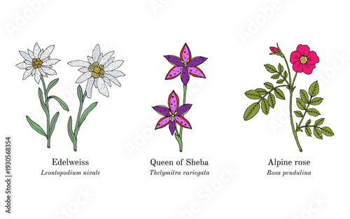 Collection of edible and medicinal plants. Hand drawn botanical vector illustration