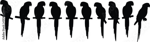 Parrot silhouettes perched on branch in various poses, black and white tropical bird collection isolated on white background, exotic wildlife illustration set