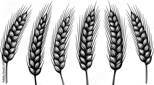 Wheat ear silhouettes collection in black and white, detailed barley and grain spikes illustration isolated on white background, agriculture and harvest concept