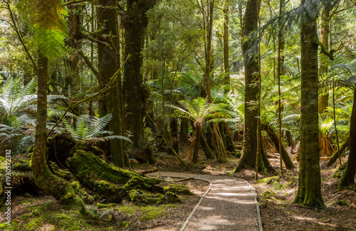 Foto Walking Trail Through Tasmanian Temperate Rainforest, Australia