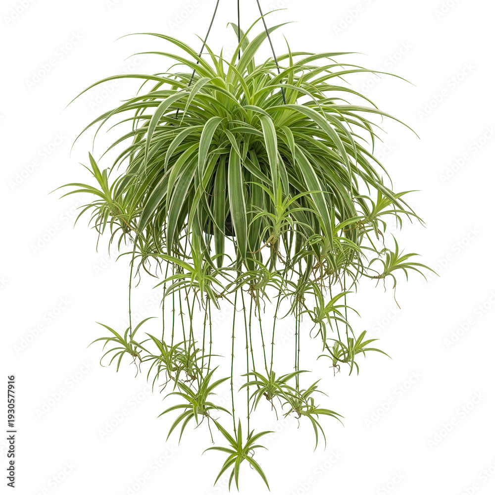 Fototapeta premium Hanging Spider Plant Foliage Dark Background