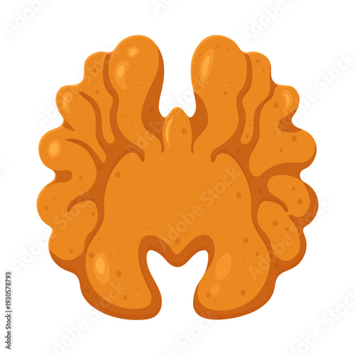 Walnut kernel illustrating brain food and intelligence concept