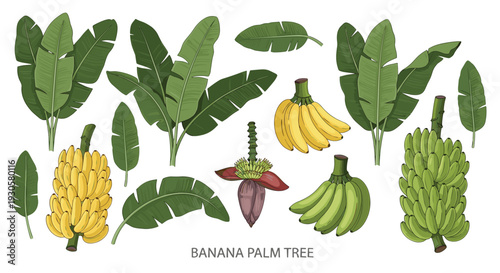Vintage botanical banana palm tree vector set with etched leaves and fruit bunches for tropical design
