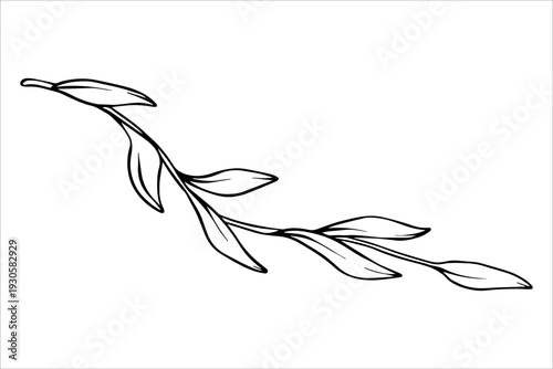Branch with leaves. Black and white vector drawing of a tropical liana with leaves. Hand-drawn outline drawing of tropical leaves. Botanical illustrations of tropical foliage for summer designs