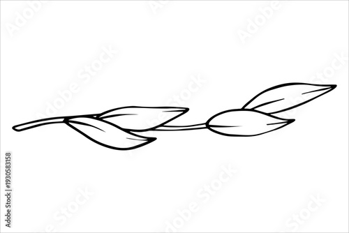 Branch with leaves. Black and white vector drawing of a tropical liana with leaves. Hand-drawn outline drawing of tropical leaves. Botanical illustrations of tropical foliage for summer designs