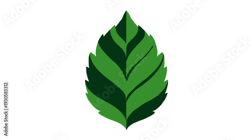 A vibrant, detailed, two-toned green leaf on a clean white backdrop, simple yet elegant