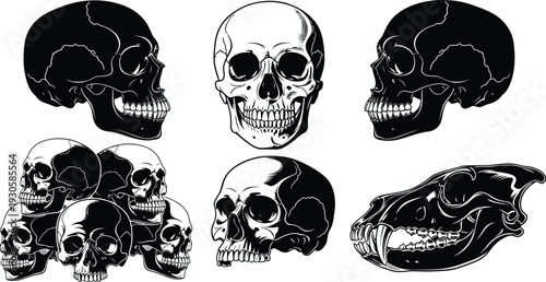 Black and white vector set of human skull silhouettes and animal skull anatomy for medical science education and halloween decorations