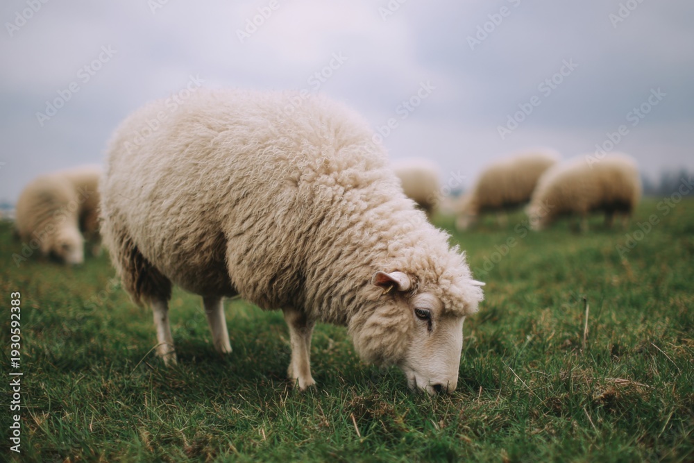 Naklejka premium Fluffy Sheep Grazing in a Green Pasture