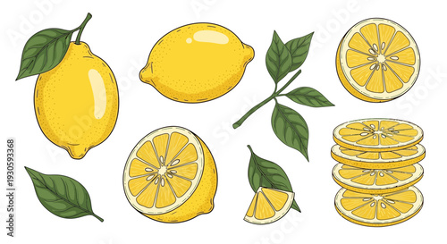 lemon fruit illustrations, fresh citrus, sliced lemons, green leaves, healthy food