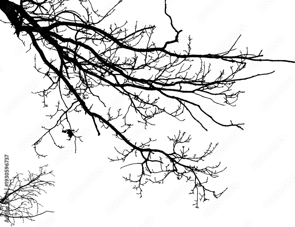 Obraz premium Vector illustration of natural oak branch