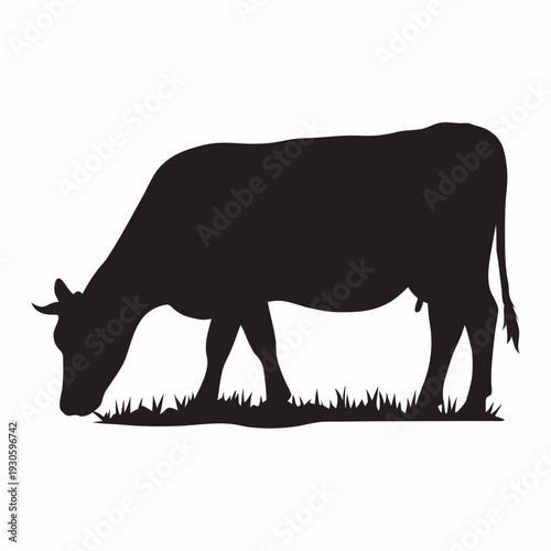 Black cow grazing peacefully in grassy field