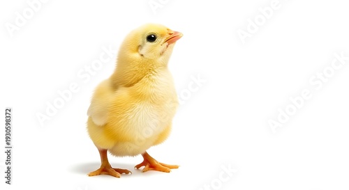 Cute yellow fluffy chick looking up on white background