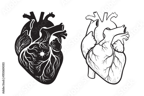 Human heart illustration vector anatomical drawing medical science organ black and white