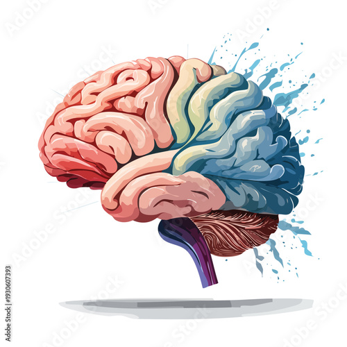 Colorful anatomical illustration of the human brain