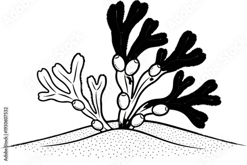 Stylized drawing of branching plant with oval structures on stems