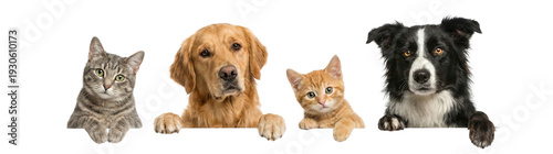 Four adorable pets, two cats and two dogs, peeking over a white background