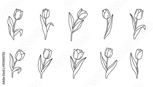 Spring tulip stems vector illustration collection with delicate leaves and floral line art symbols