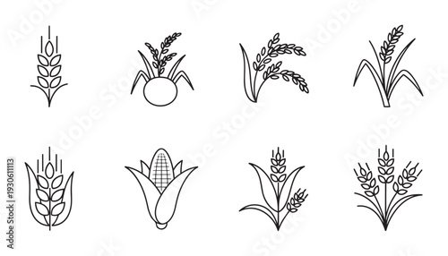 Agricultural crops vector illustration set featuring wheat, rice, corn, and barley in line art