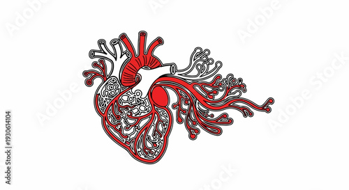 Stylized illustration of a human heart with red arteries on a white background