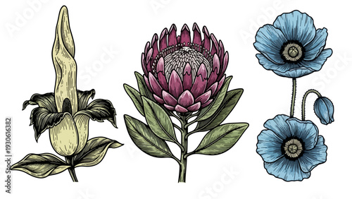 Vintage Botanical Illustration of Exotic Flowers with Detailed Petals