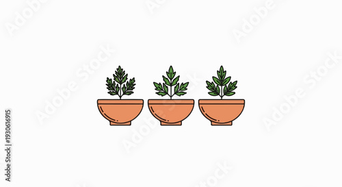 Three small green plants in terracotta pots