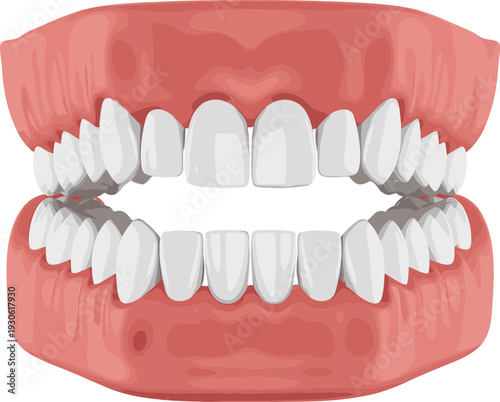 Human Teeth and Gums Anatomy Illustration with Open Mouth Dental Structure for Oral Healthcare, Dentistry Education, and Medical Design