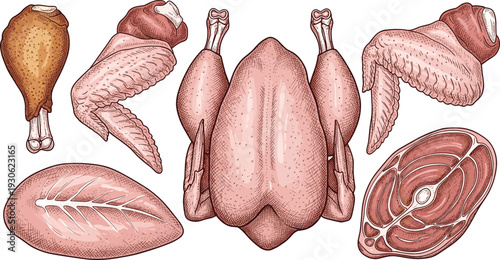 Raw Chicken Meat Cuts Collection with Whole Bird, Wings, Drumstick, Breast and Steak Pieces Hand Drawn Style for Butcher Shop and Food Illustration Design