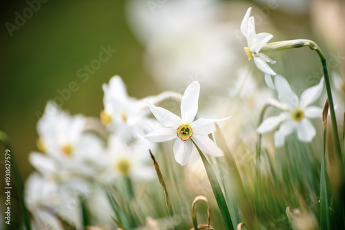White daffodil narcissus flowers on Golica mountain, Slovenia, at spring. Easter background