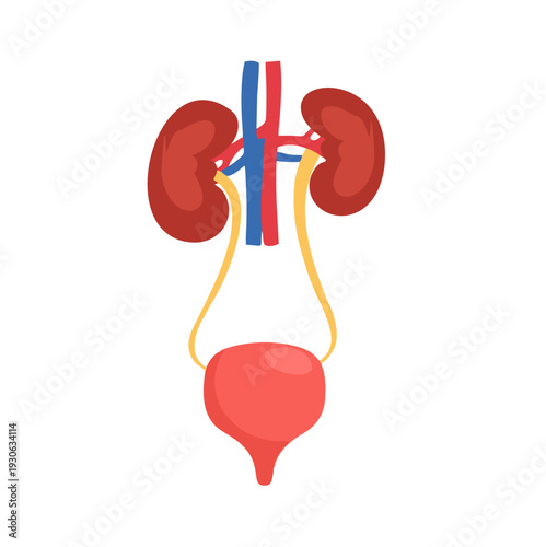 Human urinary system anatomy illustration.