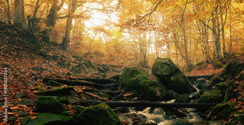 perfect autumn landscape, unbelievable morning in the forest, fast stream between beech trees and gold leaves