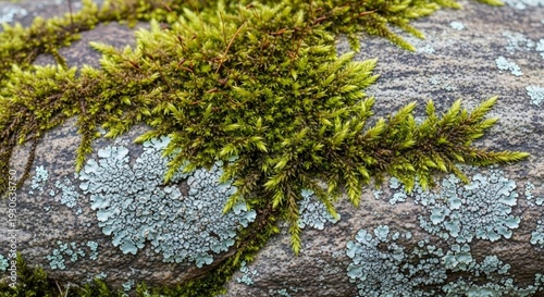 Moss and lichen growing on a tree trunk in a forest.
