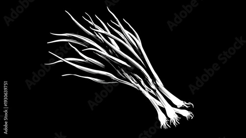 A white textured brushstroke illustration of a bunch of green onions on a black background
