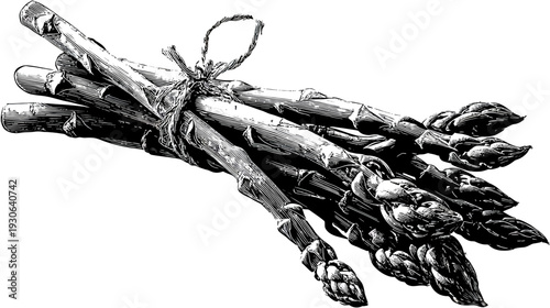 A black and white illustration of a bundle of asparagus tied together with twine against a white background