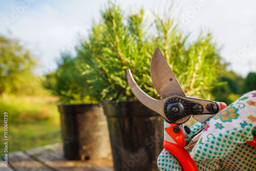 Pine tree cutting use branch cutter. Pruning and care of coniferous trees. Cutting branches on pine trees use pruning shears. Trimming, Pine Tree Care. Pruning niwaki tree with clippers, pruning tools