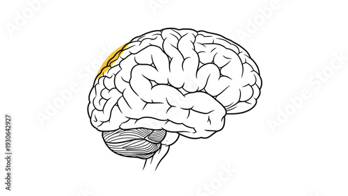 Anatomical line drawing of the human brain with the parietal lobe highlighted in yellow, used for educational or medical science illustrations.