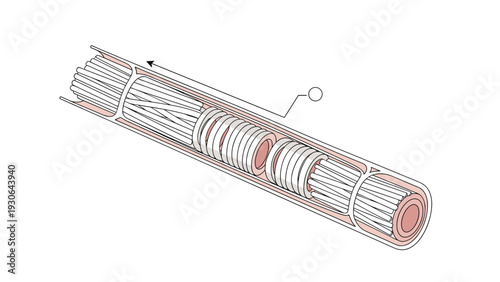 Detailed medical illustration showing the internal structure of muscle fibers or nerve bundles within a protective sheath or tube.