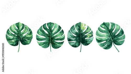 Four green monstera leaves isolated on white background.