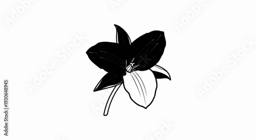 A striking black and white illustration of a single trillium flower on a stark white background