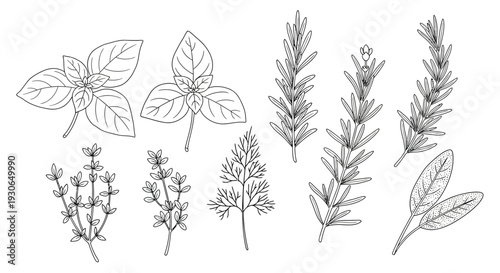 Herb Leaves Botanical Sprigs Illustration
