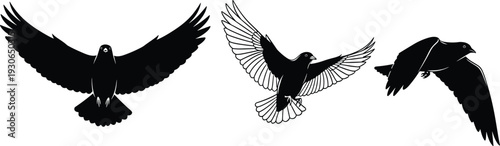 Black flying bird silhouettes vector illustration, raven crow wing positions isolated on white background wildlife tattoo design
