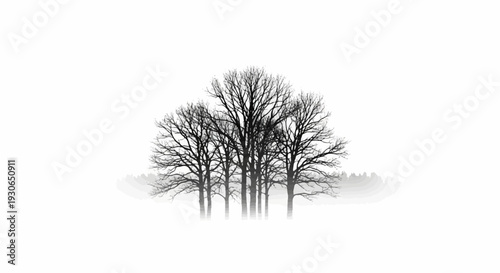Bare trees in a misty, monochrome landscape