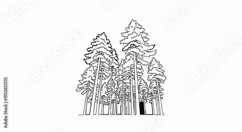 A stylized black and white outline drawing depicts a dense cluster of tall pine trees