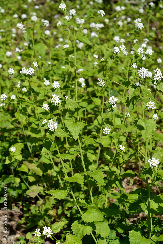 Obraz premium Flowering garlic (Alliaria petiolata (M.Bieb.) Cavara & Grande,). Background