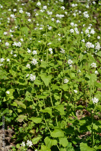 Wallpaper Mural Flowering garlic (Alliaria petiolata (M.Bieb.) Cavara & Grande,). Background Torontodigital.ca
