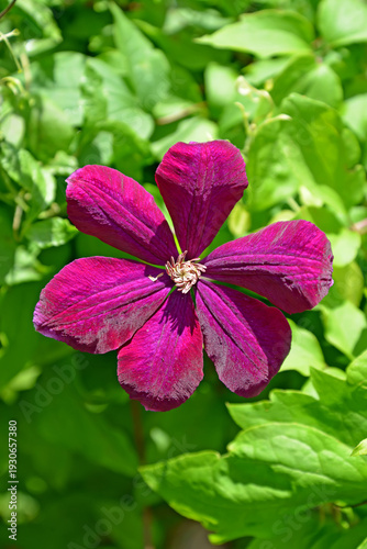 Wallpaper Mural Large woolly clematis flower (Clematis lanuginosa), a variety from the Lanuginosa group Torontodigital.ca