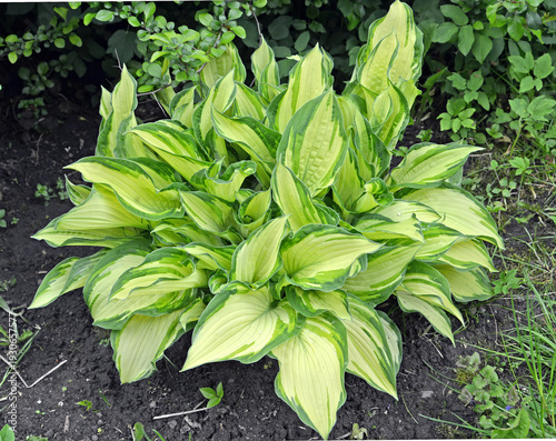 Wallpaper Mural Bush hosts (functions) of the variety "Albopicta" in the garden Torontodigital.ca